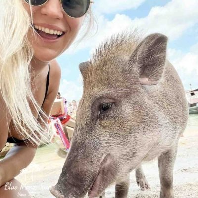 אי החזירים קוסמוי שייט פרטי