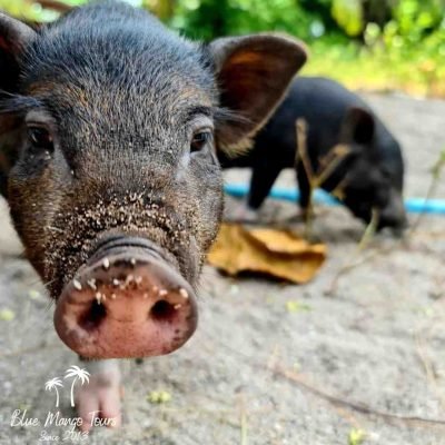 אי החזירים טיול פרטי של סוכנות בלו מנגו תאילנד 055-939-8428